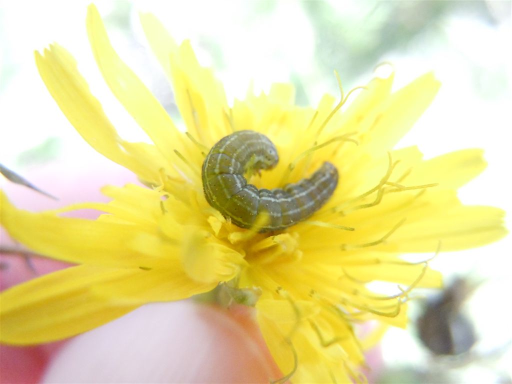 Bruco da identificare